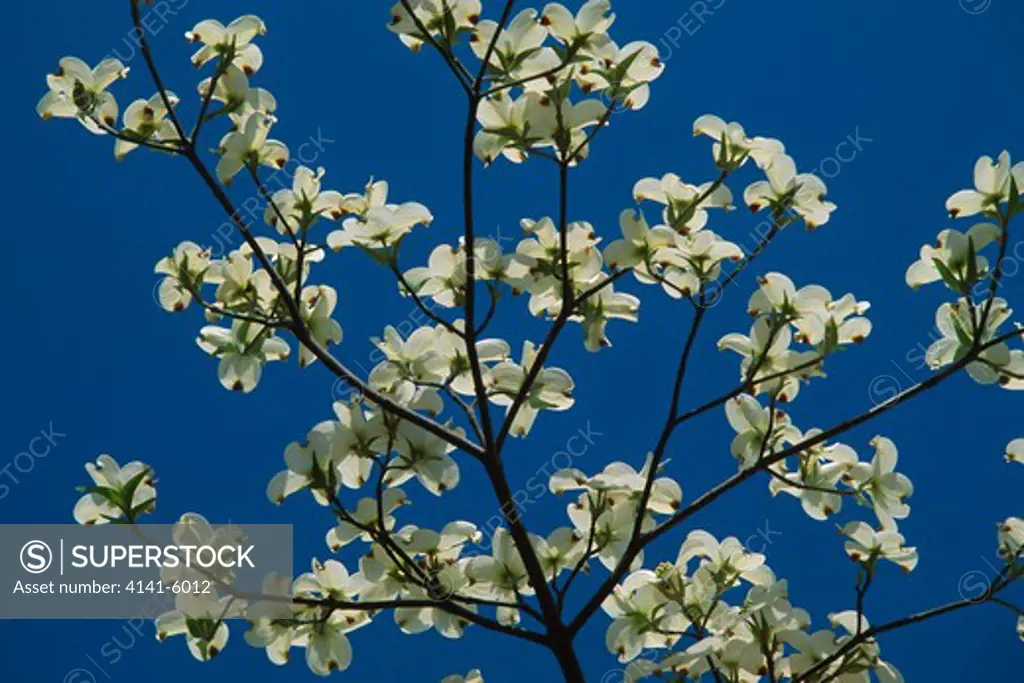 flowering dogwood in spring cornus florida north carolina, usa. 