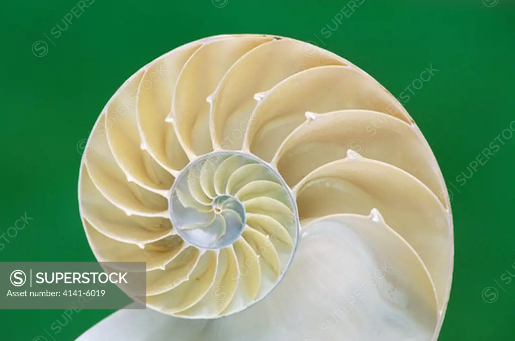 chambered or pearly nautilus nautilus pompilus cross section through shell 