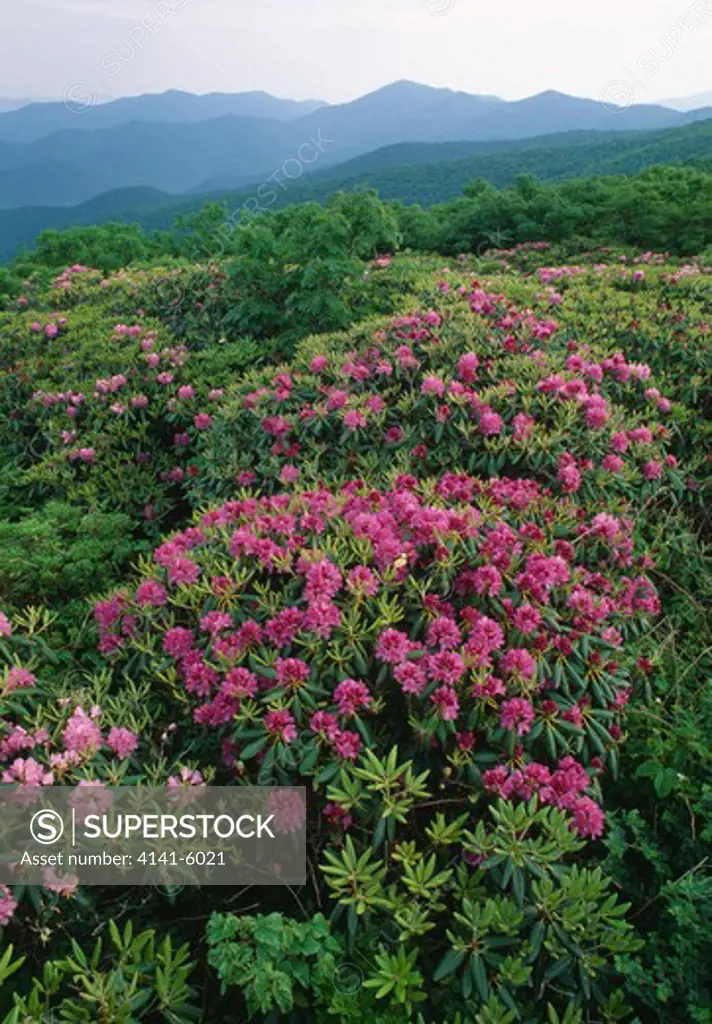 rhododendrons in flower june rhododendron catawbiense blue ridge parkway, north carolina 