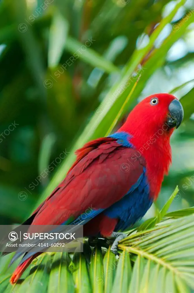 Female Eclectus Parrot, Daintree, Queensland, Australia