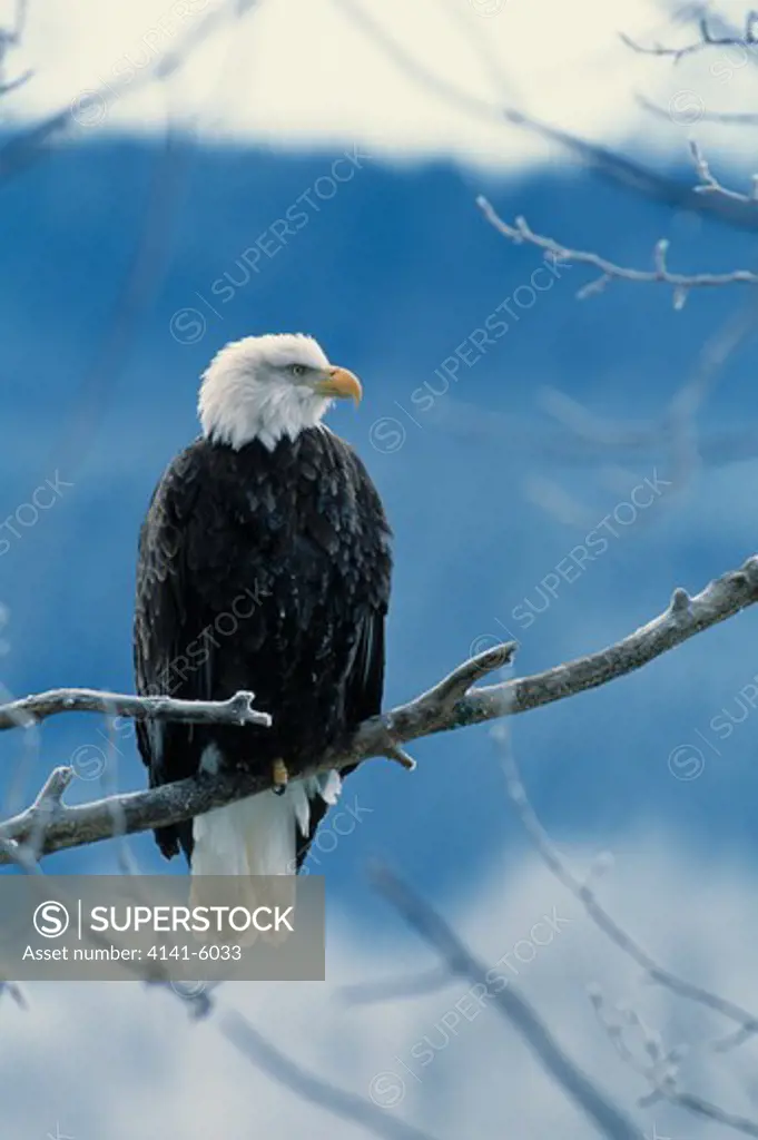 bald eagle haliaeetus leucocephalus alaska, usa