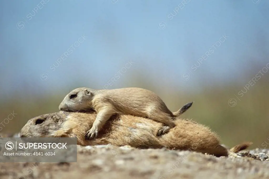 black-tailed prairie dog & young cynomys ludovicianus with young resting on top arizona, usa