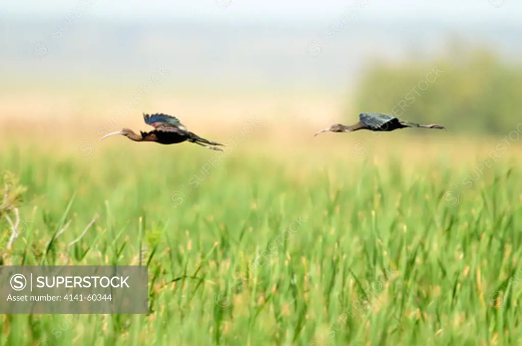 Glossy Ibis (Plegadis Falcinellus) In Flight. Coto De Donana National Park. Andalucia, Spain