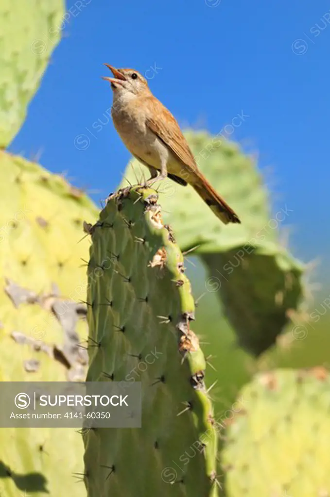 Rufous-Tailed Scrub Robin (Cercotrichas Galactotes) Singing, Prickly Pear (Opuntia Ficus-Indica).  Andalucia, Spain.