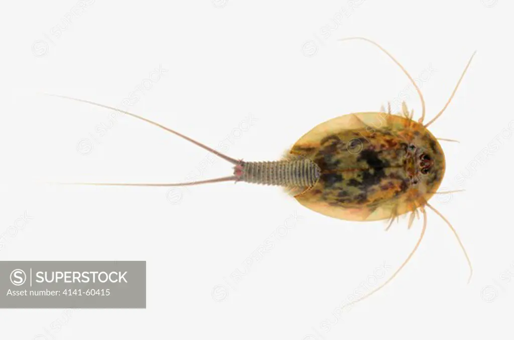 Horseshoe Shirmp (Triops Cancriformis). Endangered. Top View. One Of The Oldest Living Species On The Planet At 200 Million Years Old. Unchanged From The Upper Triassic. Lleida, Catalonia, Spain.