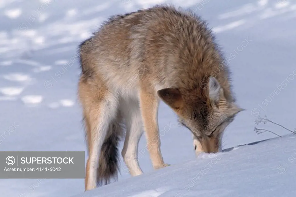 coyote canis latrans hunting for rodents in snow , usa 