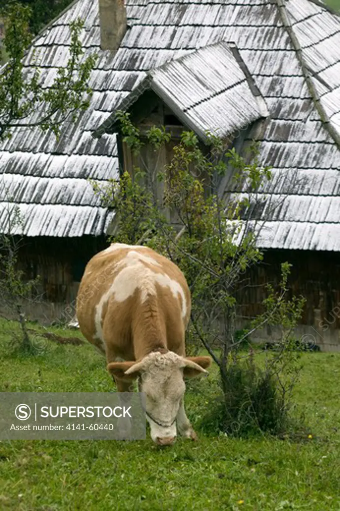 Alpine Cow Grazing Garden Of Upland Hom E