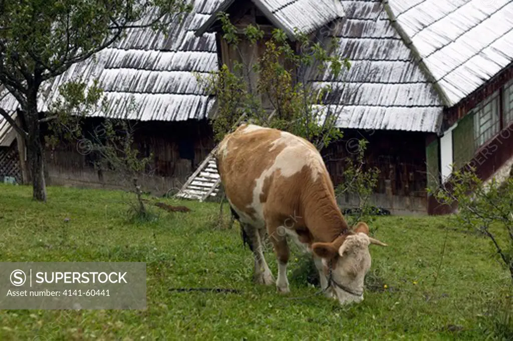 Alpine Cow Grazing Garden Of Upland Hom E
