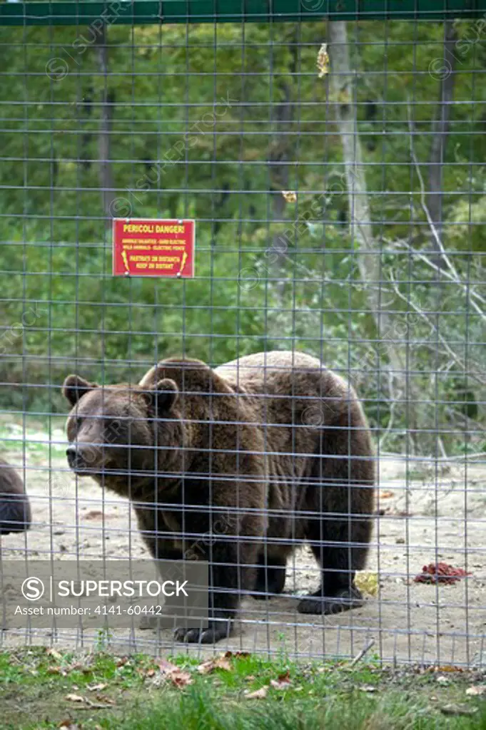 European Brown Bear (Ursus Arctos) -  In Captivity In Centre For Abused Bears, Romania
