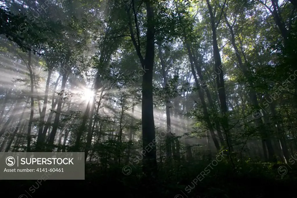 Ancient Semi Natural Beech Woodland In Mist, Saxon Part Of Transylvania, Romania