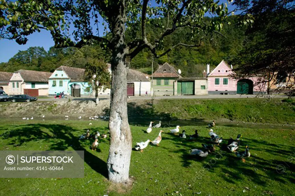 Grazing Geese On Village Green, Tradiitional Peasant Economy, Saxon Part Of Transylvania, Romania
