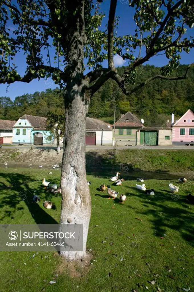 Grazing Geese On Village Green, Tradiitional Peasant Economy, Saxon Part Of Transylvania, Romania