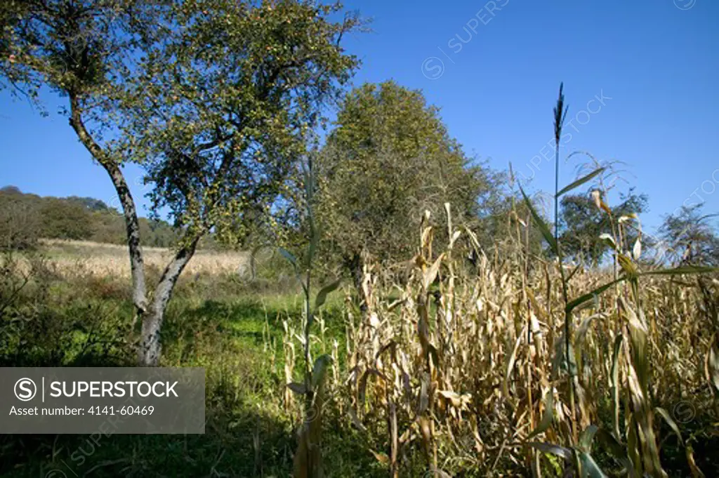 Peasant Agriculture With Maize And Apples, Saxon Part Of Transylvania, Romania
