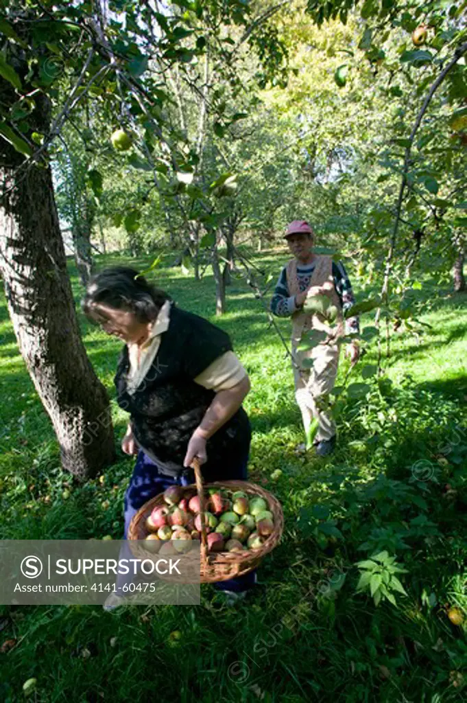Harvesting Traditional Apple Orchard In Small Holding, Peasant Agriculture, Saxon Part Of Transylvania, Romania