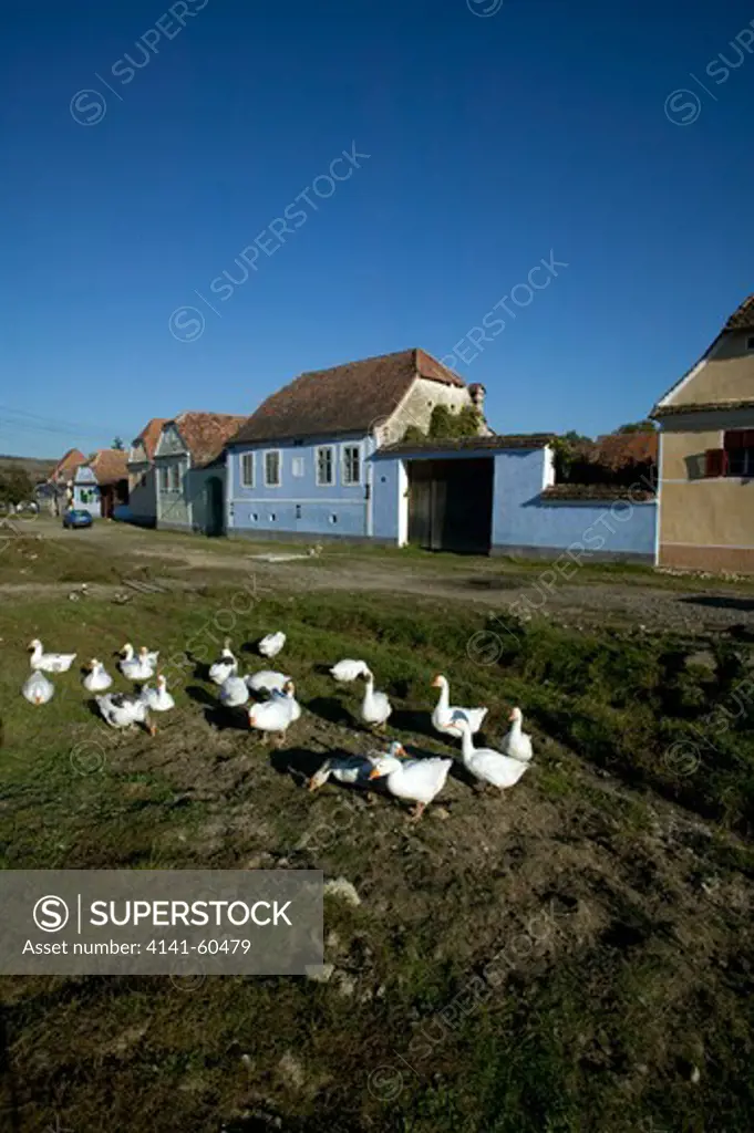 Grazing Geese In Traditional Peasant Village, Saxon Part Of Transylvania, Romania