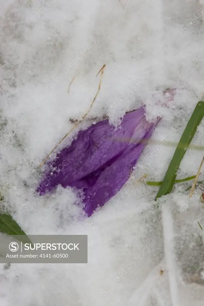 Crocus Banaticus In Snow.  Crushed By Foot, Threat To Native Flora, Conservation Issue.