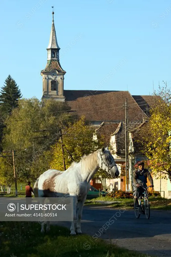White Horse In Main Street In Saxon Village, Peasant Community Where Horses Are Still Widely Used For Drawing Carts And Trade, Saxon Part Of Transylvania, Romania