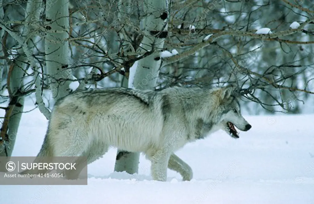n.american grey or timber wolf canis lupus on snow in aspen grove usa 