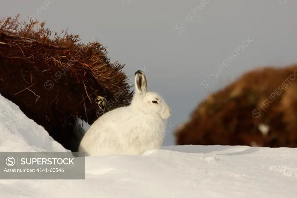 Mountain Hare (Lepus Timidus), In Winter Coat, Sat In Snow, Strathdearn, Inverness-Shire, Highland, Scotland, Uk.  February 2010.