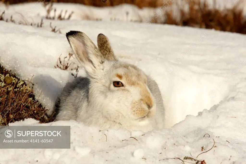 Mountain Hare (Lepus Timidus), In Intermediate Coat, Sat In Snow, Strathdearn, Inverness-Shire, Highland, Scotland, Uk.  February 2010.