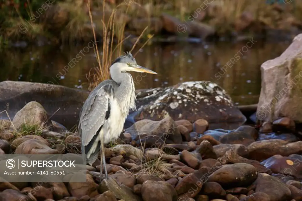Grey Heron (Ardea Cinerea), Stood By The Applecross River, Applecross, Ross-Shire, Highland, Scotland, Uk. October 2010.