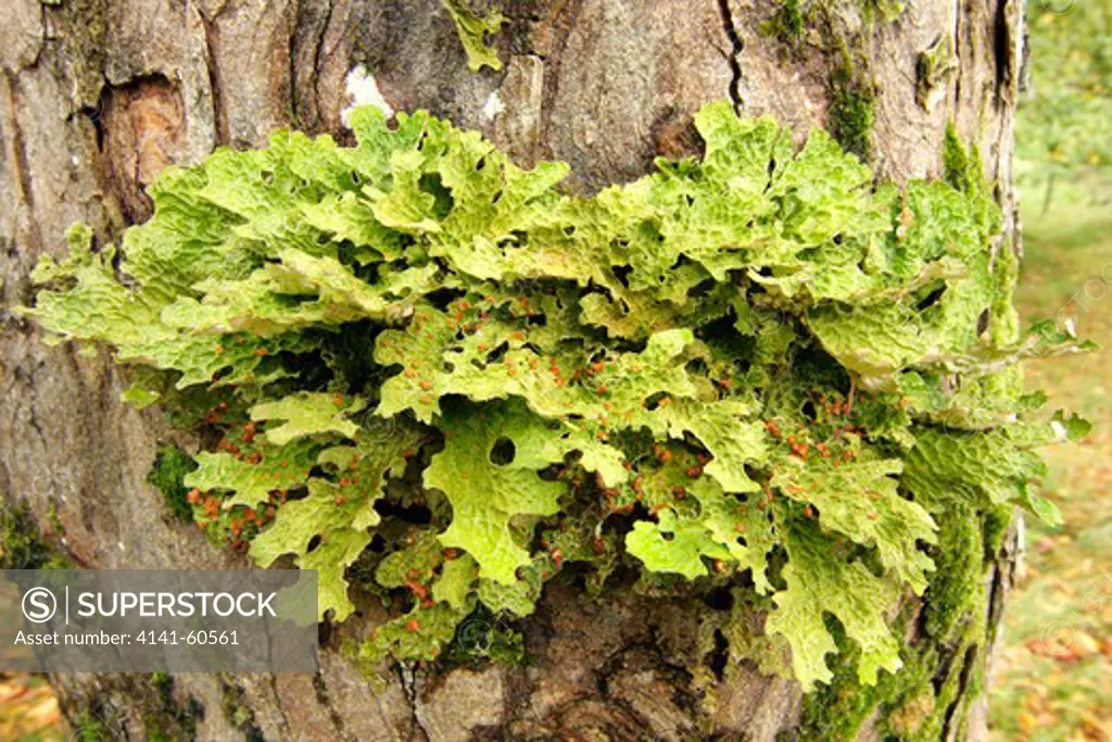 Tree Lungwort (Lobaria Pulmonaria), On Sycamore Tree (Acer Pseudoplatanus) Applecross, Ross-Shire, Highland, Scotland, Uk. October 2011.