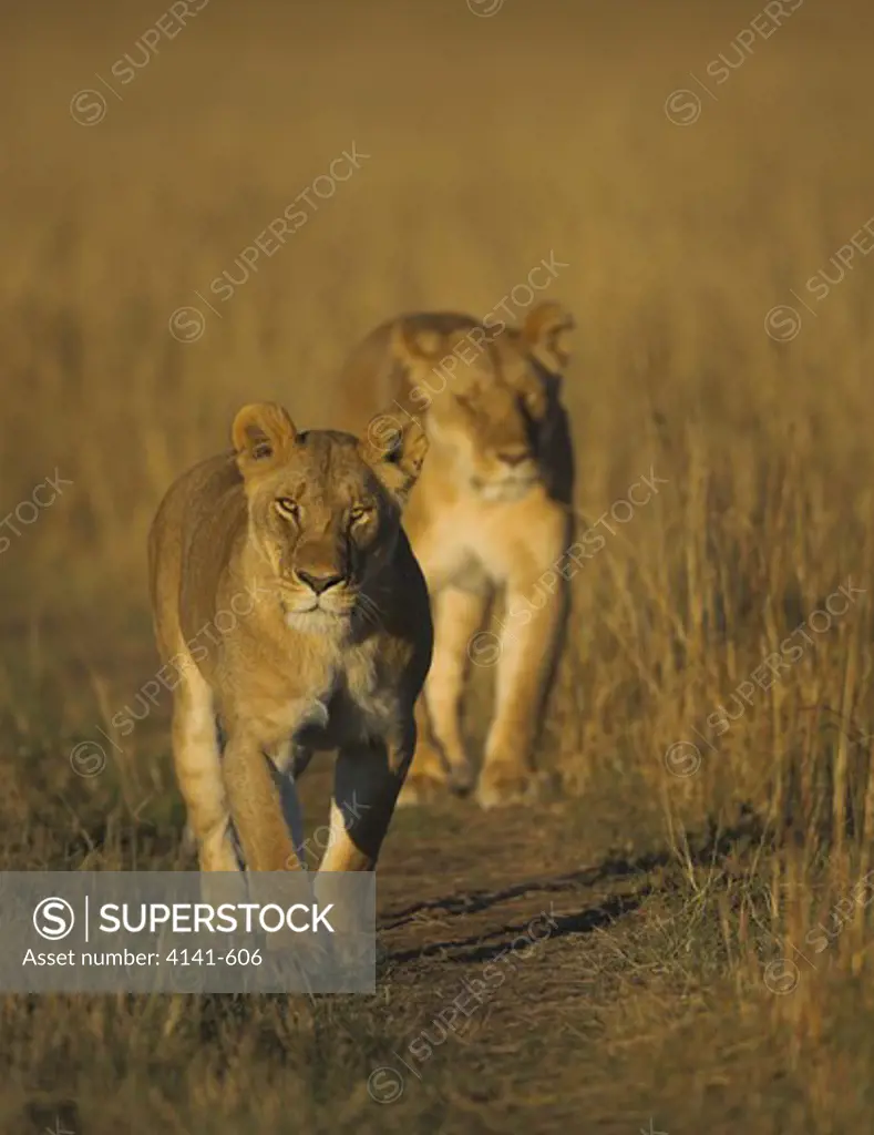 african lion panthera leo walking along track kenya