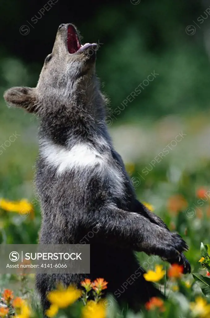 american brown or grizzly bear ursus arctos horribilis young in alpine meadow july montana, north western usa 