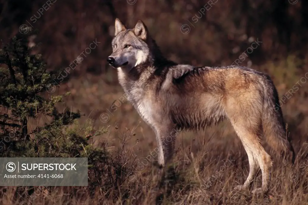 north american grey wolf or timber wolf standing alert canis lupus montana, north western usa 