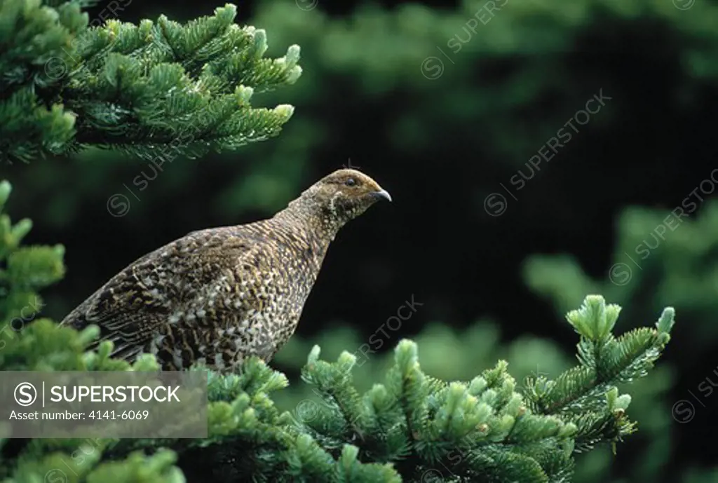 spruce grouse dendragapus canadensis amongst foliage of spruce usa