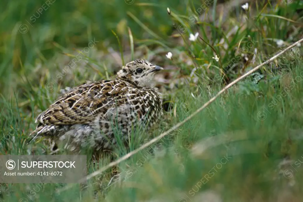 spruce grouse young dendragapus canadensis usa