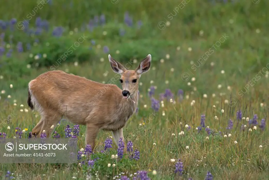 blacktail or mule deer female odocoileus hemionus olympic np, washington, usa