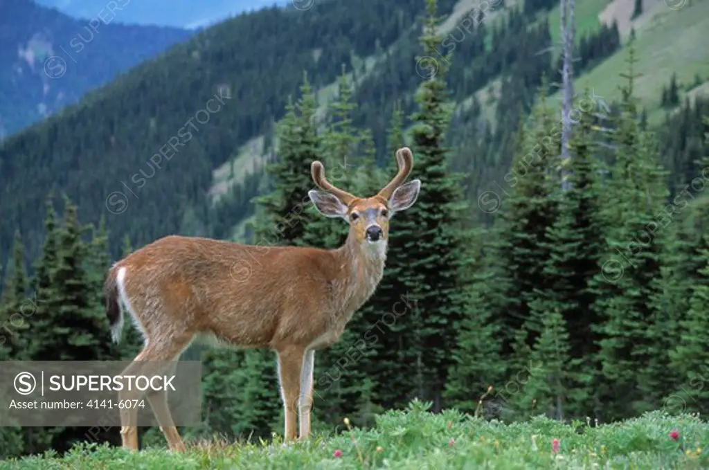 blacktail or mule deer odocoileus hemionus male moulting, antlers in velvet olympic np, washington, usa 