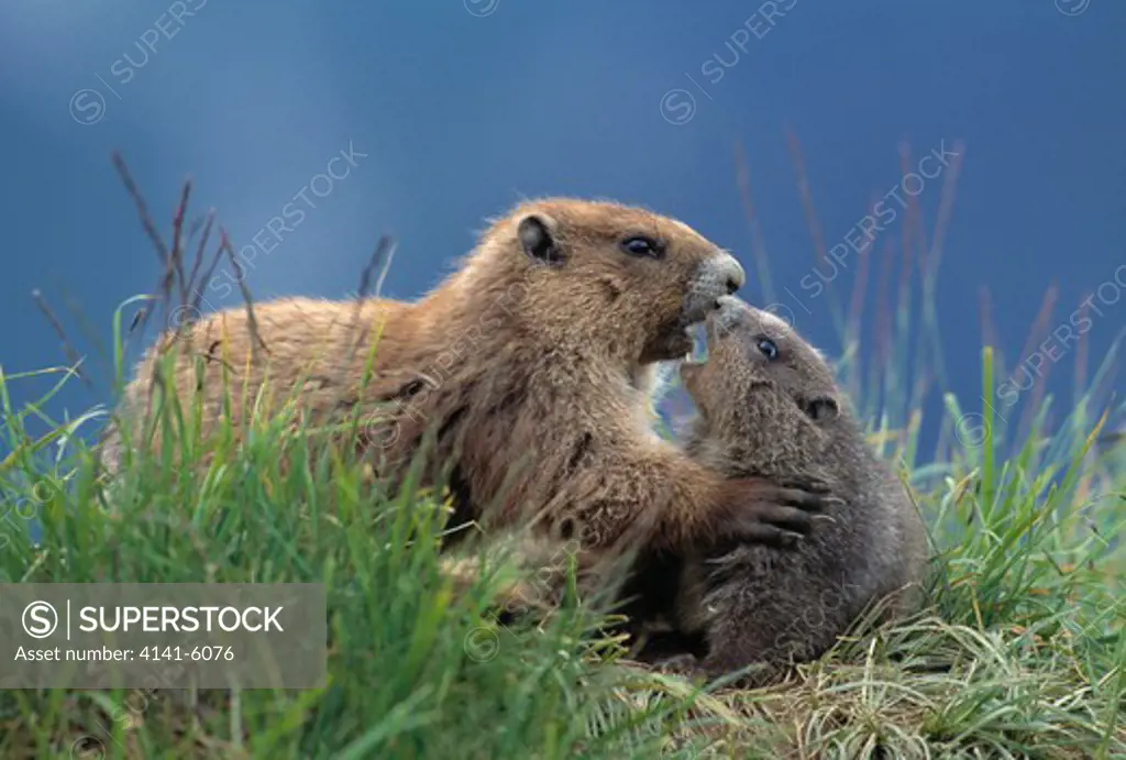 olympic marmots, adult & young marmota olympus olympic n.p., washington, usa 