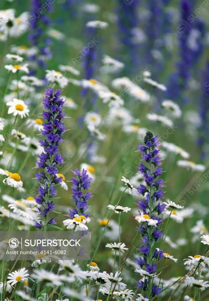 meadow with viper's bugloss and ox-eye daisy washington, usa july 