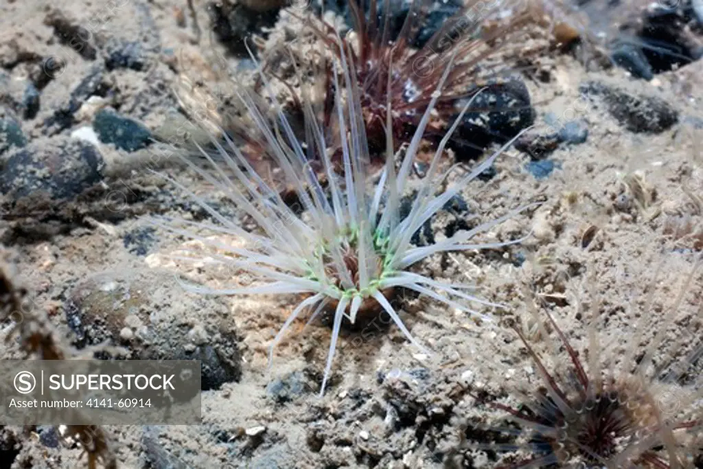 Burrowing Anemone (Cerianthus Lloydii) - A Common Colour Variant, North Wales, Uk