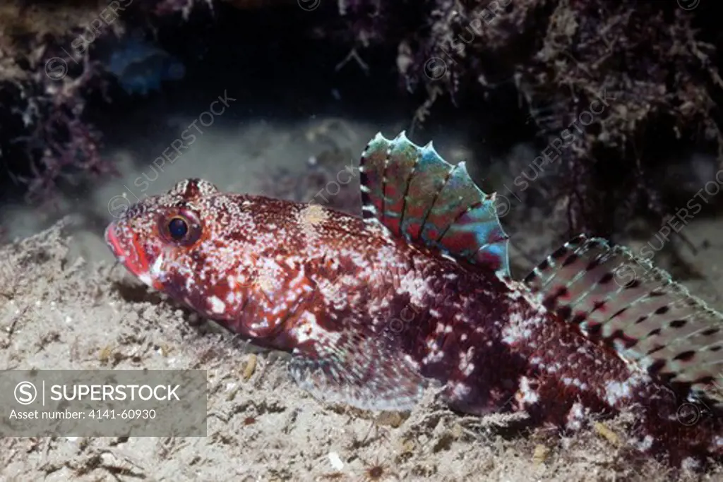 Red-Mouthed Goby (Gobius Cobitis) Lough Hyne Marine Nature Reserve; County Cork; Ireland. Protected Species In The Uk