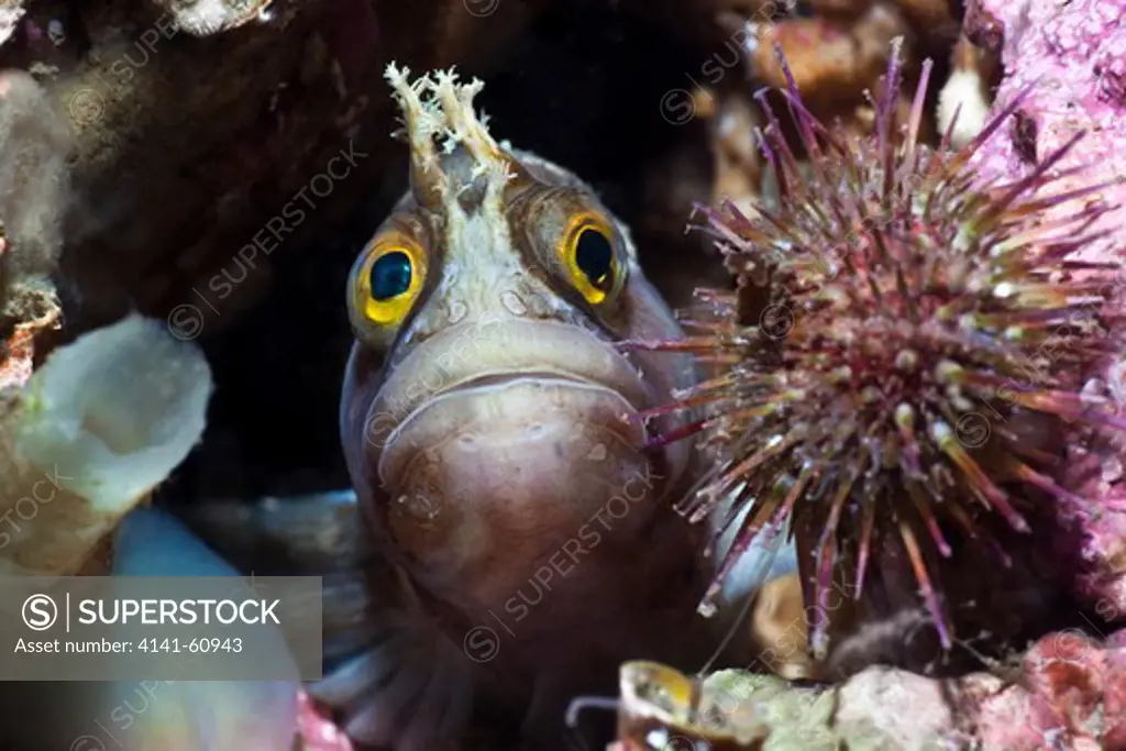 Yarell'S Blenny (Chirolophis Ascanii) Peering Out Of A Crevice Past A Shore Urchin, West Coast Scotland, Uk