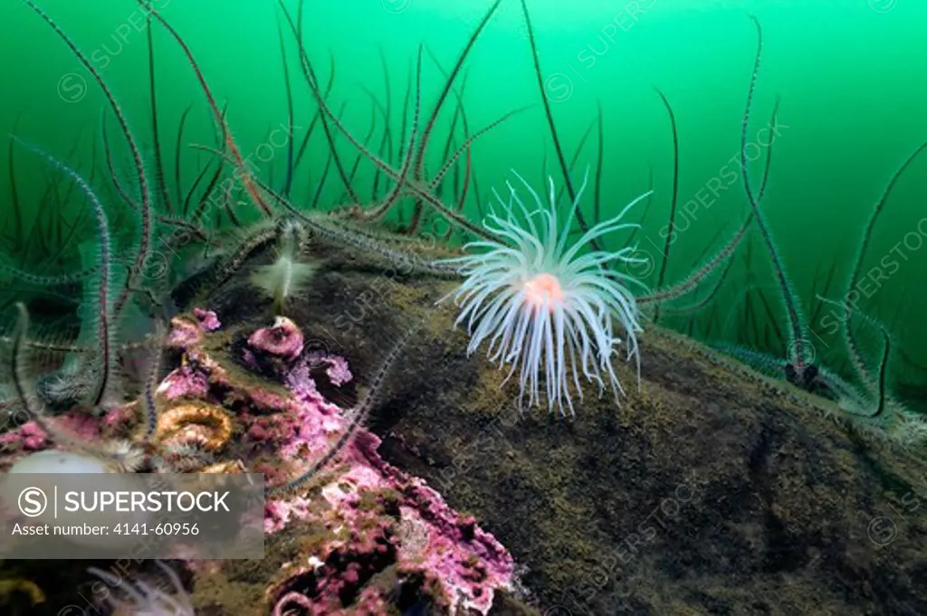 Sea Loch Anemone (Protanthea Simplex) On Rocky Reef With Brittlestars (Ophothrix Fragilis), West Scotland, Uk