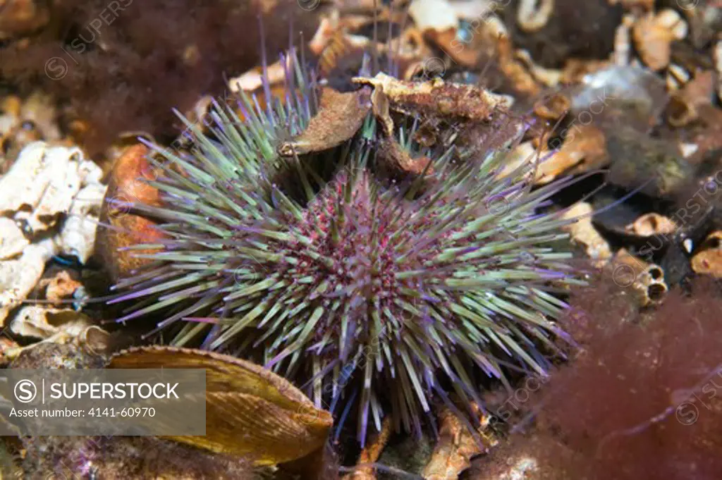 Shore Urchin (Psammechinus Miliaris), Connemara, Ireland