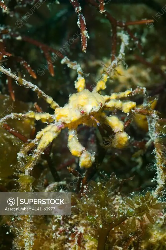 Sponge Or Scorpion Spider Crab (Inachus Sp.) Connemara, Ireland