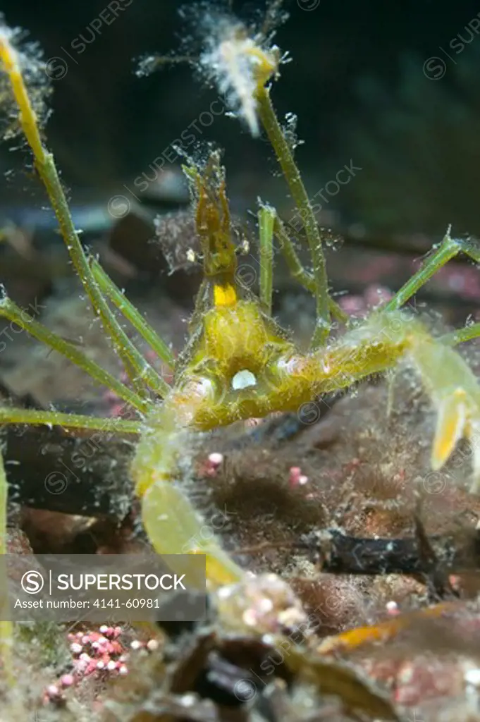 Long-Legged Spider Crab (Macropodia Sp.), Connemara, Ireland