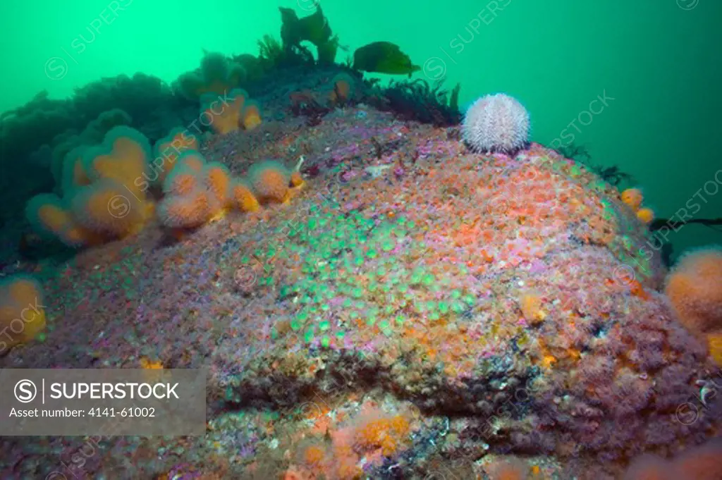 Tmperate Rocky Reef With Soft Corals, Anemones And Urchins, West Lewis, Outer Hebrides, Scotland, Uk