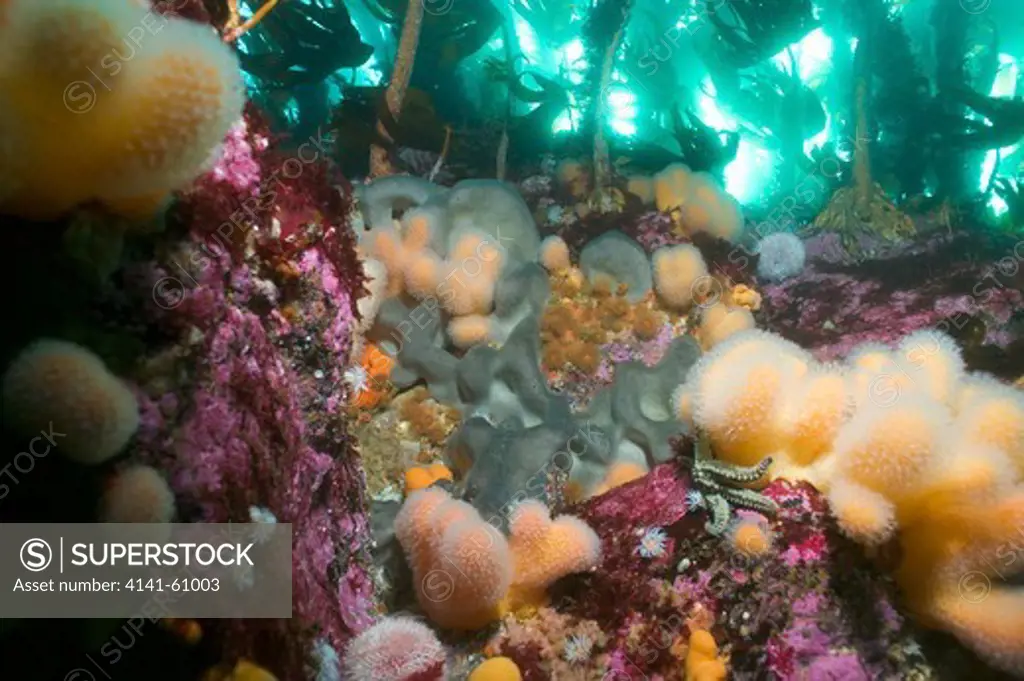 Temperate Rocky Reef Showing Soft Corals, Sponge, Anemones, And Encrusting Algae Below Kelp. Outer Hebrides, Scotland, Uk