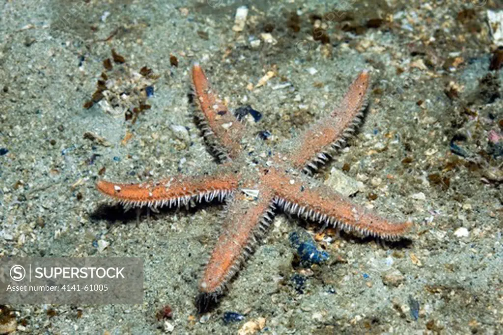 Starfish (Luidia Sarsi). Hebrides, Scotland, Uk