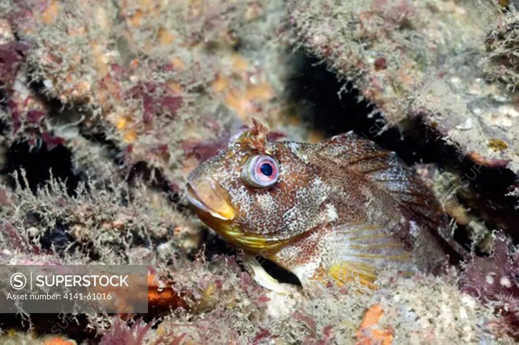 Tompot Blenny (Parablennius Gattorgine) On A Slate Wreck Off The North Of Llyn, North Wales