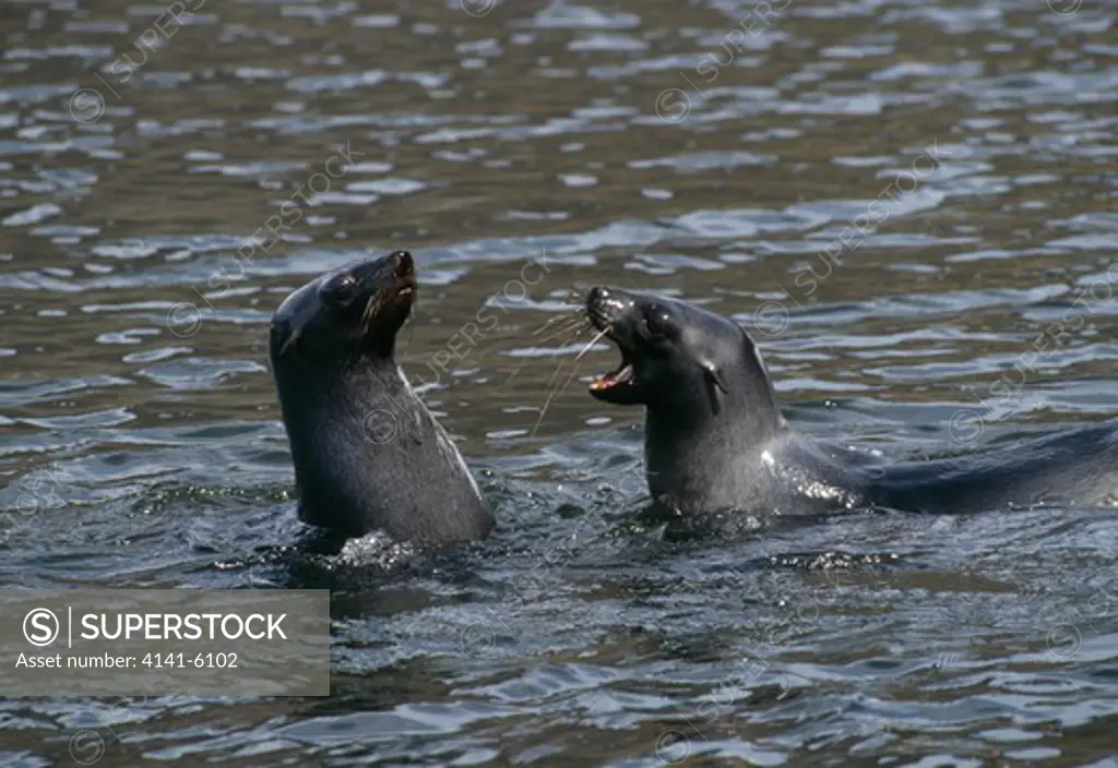 cape or southern fur seals arctocephalus pusillus fighting. antarctic islands 