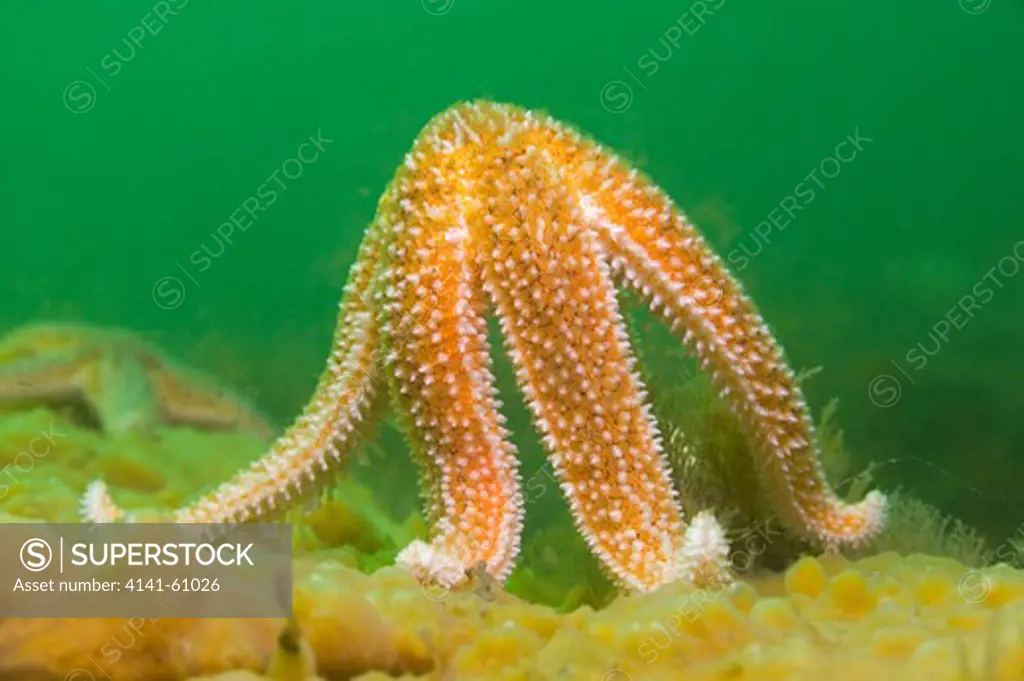 Common Starfish About To Spawn (Asterias Rubens), Menai Strait, North Wales, Uk