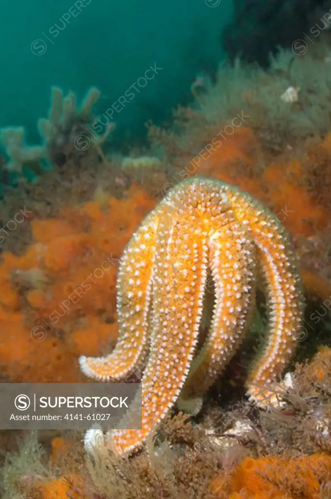 Common Starfish (Asterias Rubens) Spawning, Menai Strait, North Wales, Uk