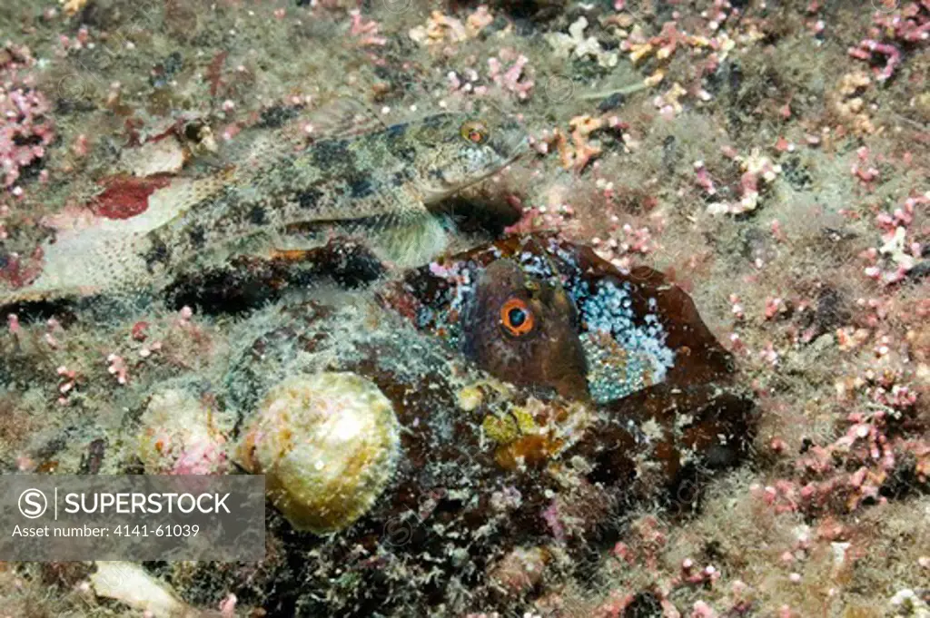 Butterfly Blenny (Blennius Ocellaris), Kilkieran, Connemara, Ireland - A Male Guarding Eggs In A Whelk Shell Whilst Being Harassed By A Black Goby